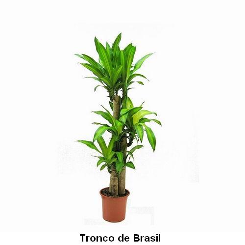 Tronco de Brasil.jpg